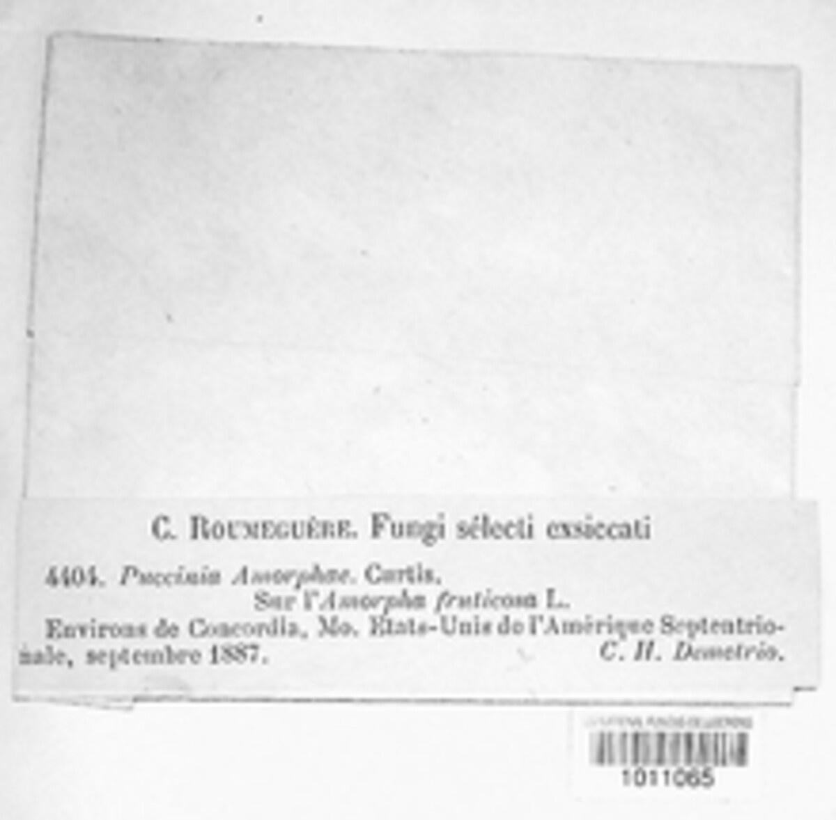 Uropyxis image